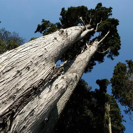 Castello Montegiove 4* Фано
